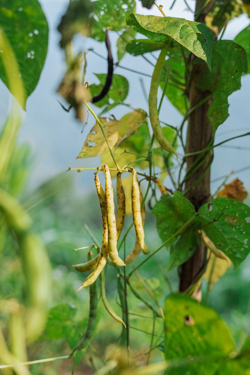 Vegetable Picking Image